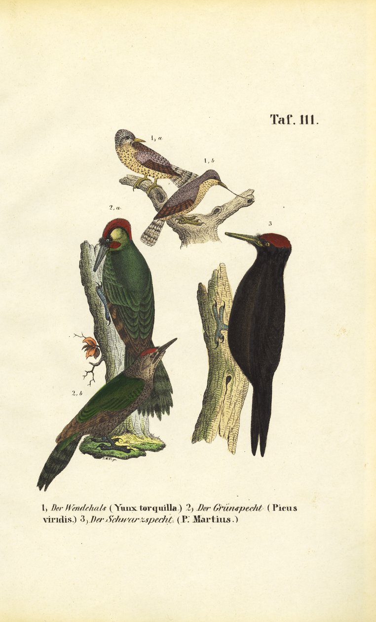 Wendehals, Grünspecht und Schwarzspecht von J. W. Tenhaeff