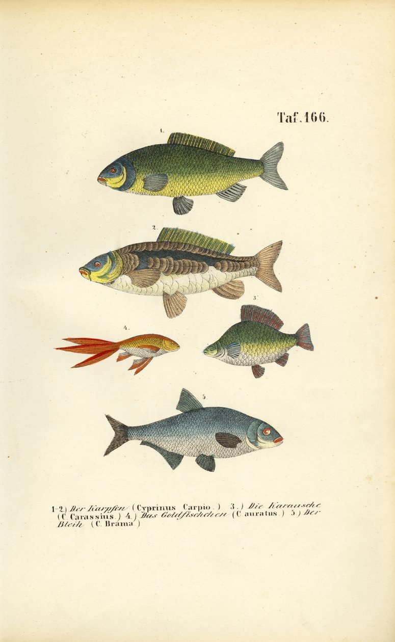 Süßwasserfische der Karpfenfamilie von J. W. Tenhaeff