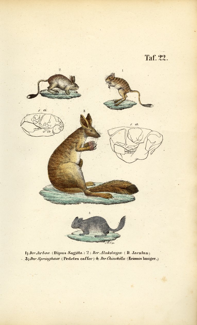 Springnager von J. W. Tenhaeff