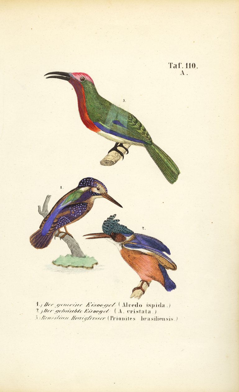 Eisvögel und Brasilianischer Honigsauger von J. W. Tenhaeff