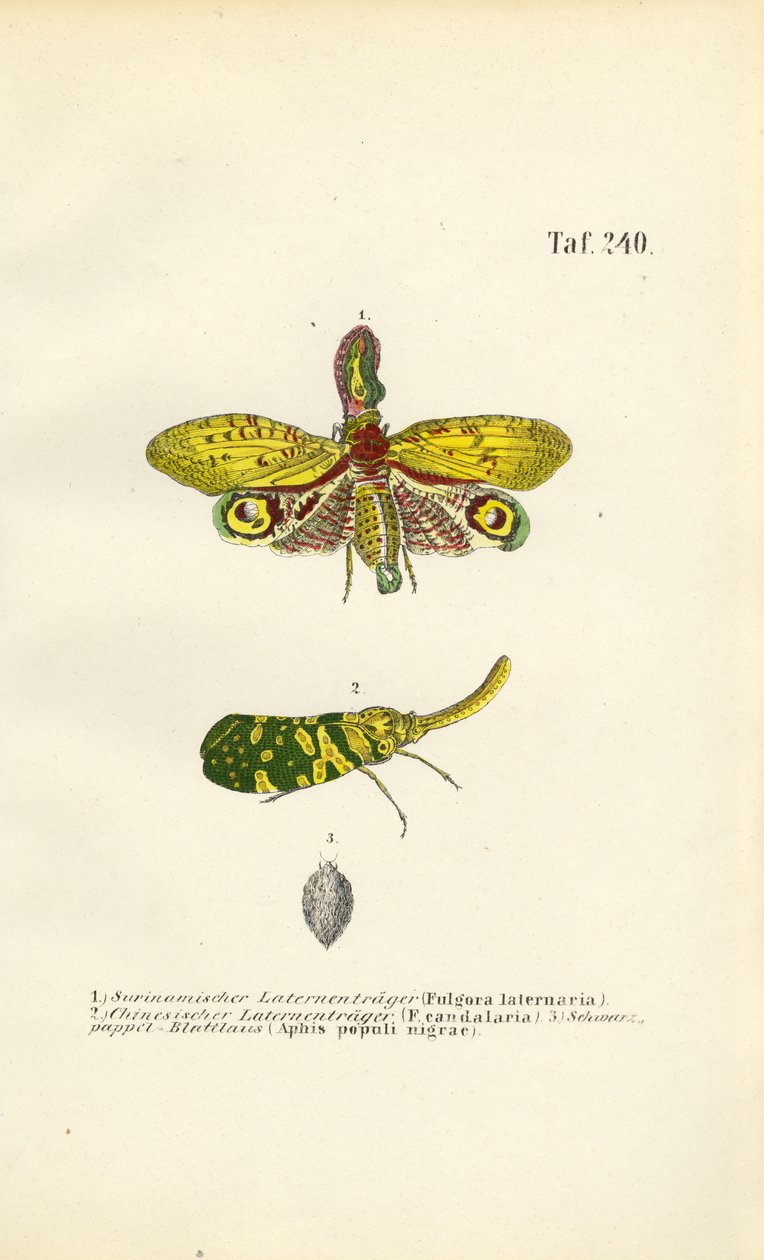 Laternenfliegen und Schwarzpappelblattlaus von J. W. Tenhaeff
