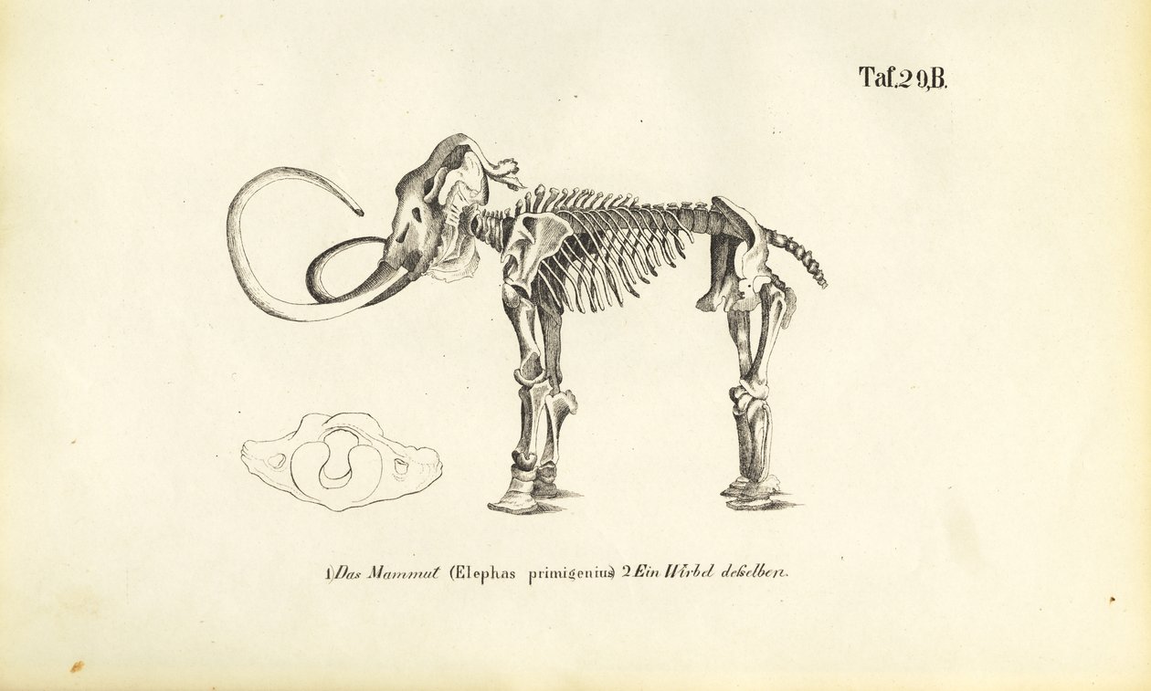 Mammut-Skelett von J. W. Tenhaeff