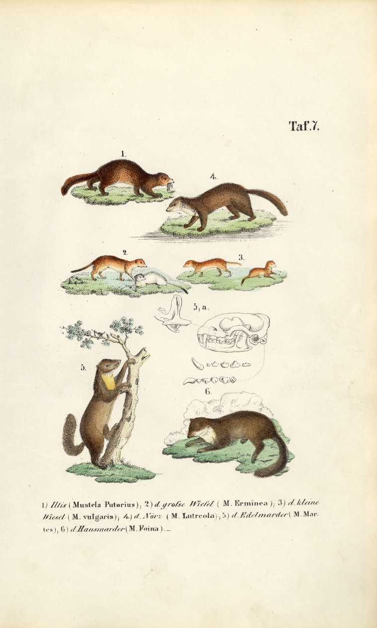 Marderarten mit Schädelillustration von J. W. Tenhaeff