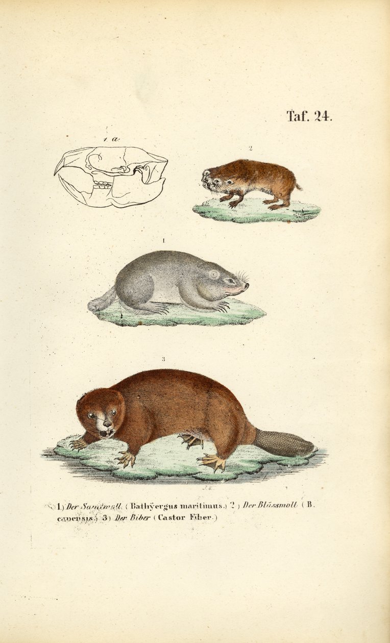 Nacktmulle und Biber von J. W. Tenhaeff