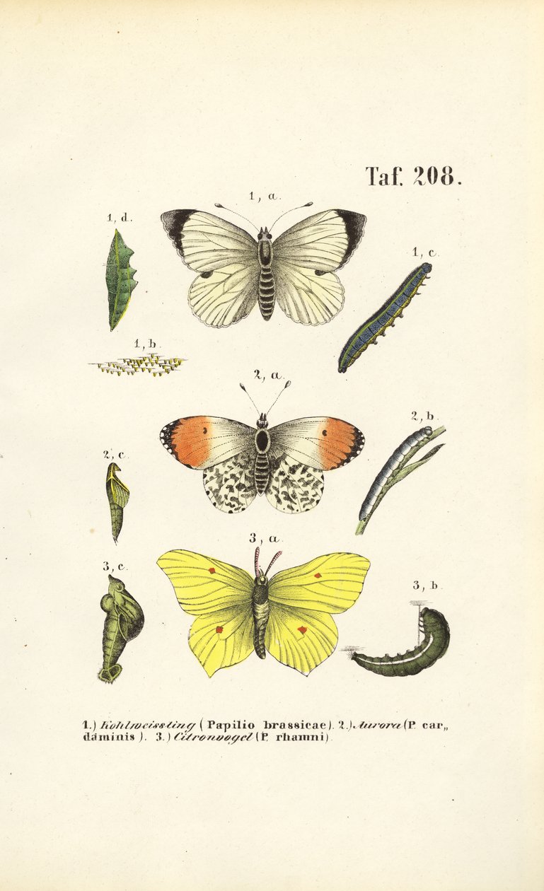 Einheimische Schmetterlinge mit ihren Entwicklungsstadien von J. W. Tenhaeff