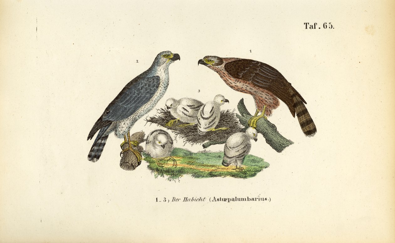 Habicht mit Jungen im Nest von J. W. Tenhaeff