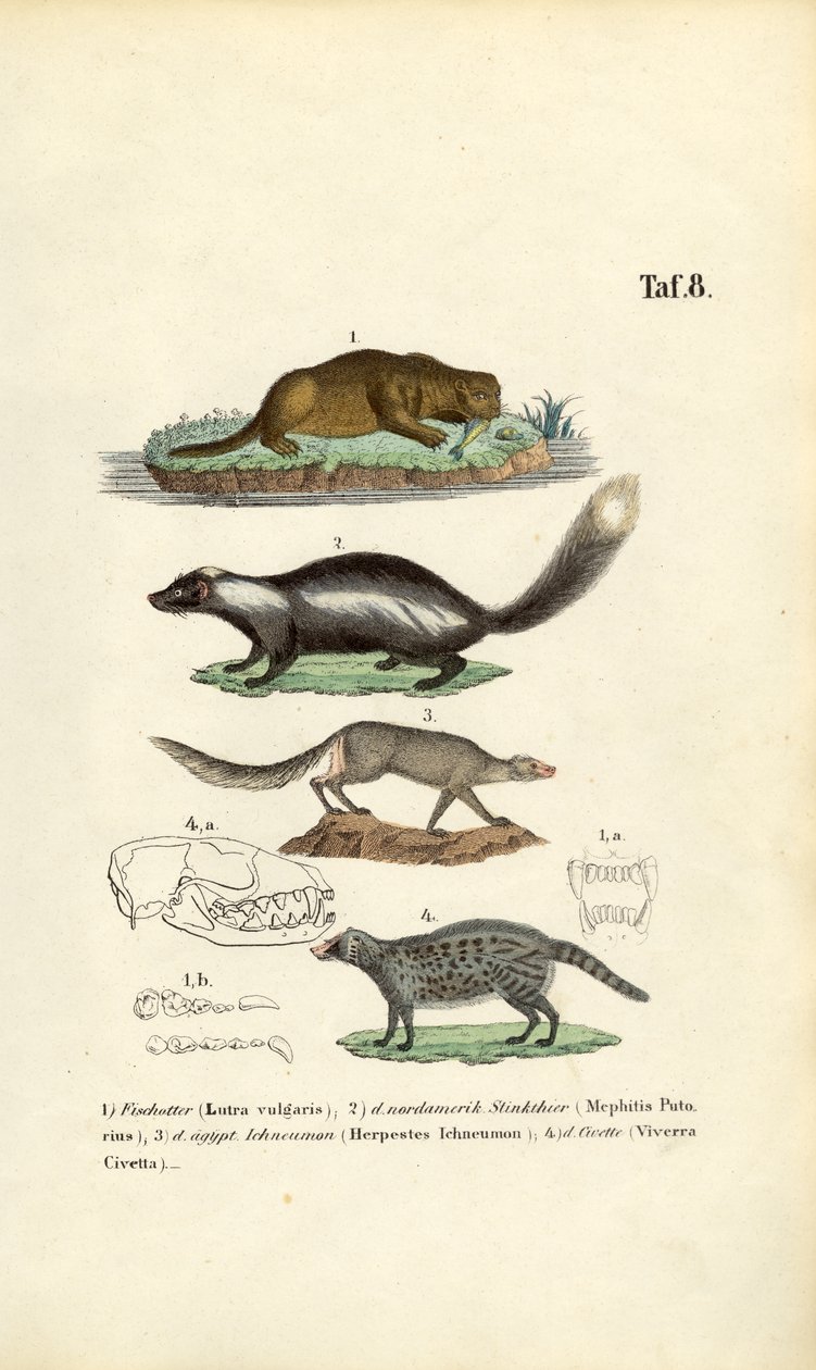 Otter, Stinktier, Ichneumon und Zibetkatze mit Schädelillustrationen von J. W. Tenhaeff