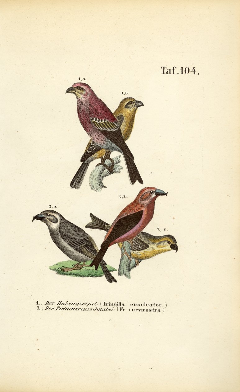 Hakengimpel und Fichtenkreuzschnabel von J. W. Tenhaeff