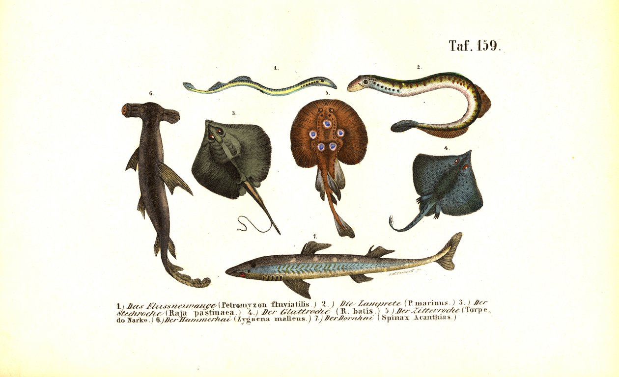 Urfische und Rochen von J. W. Tenhaeff