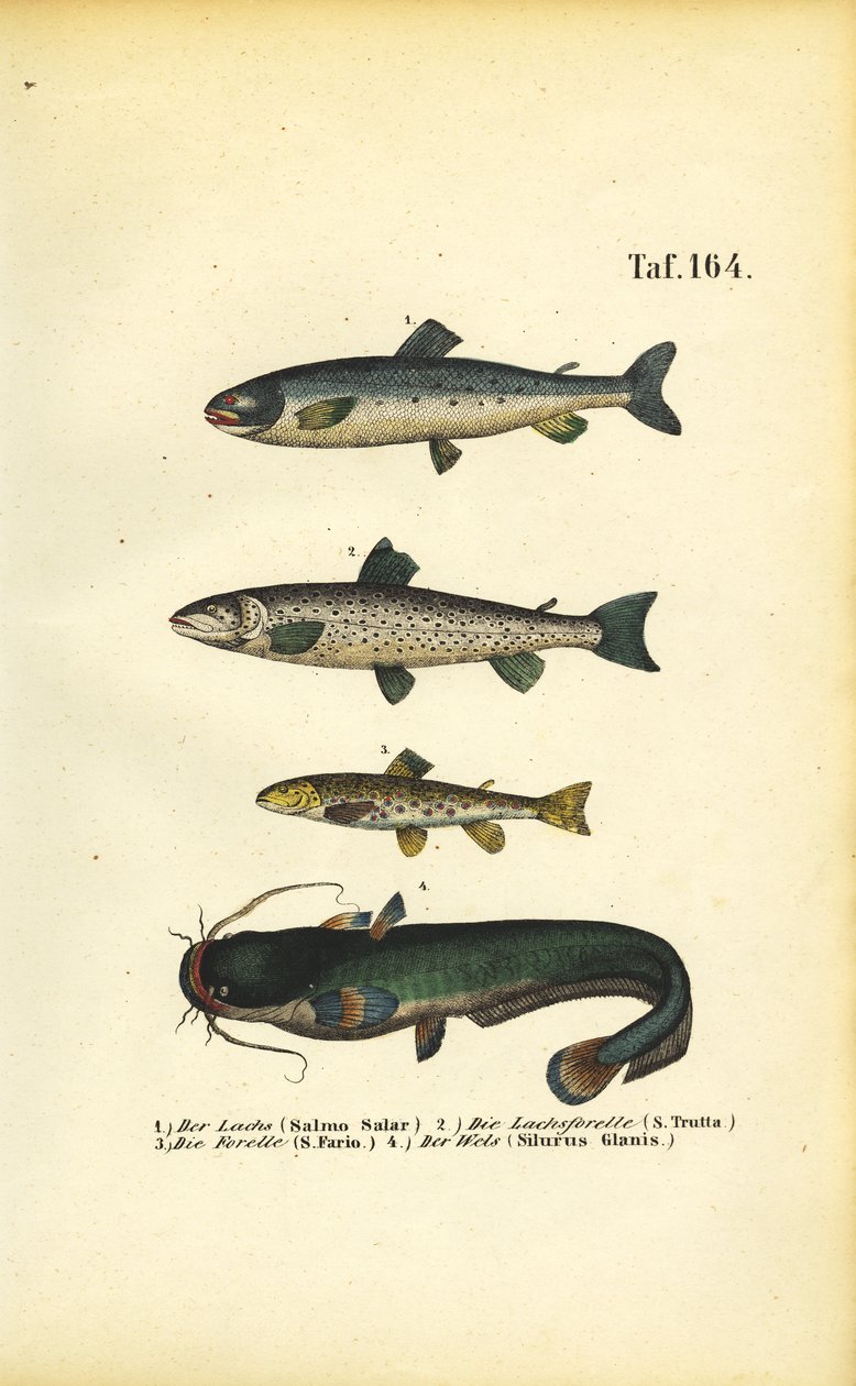Lachs, Forelle und Wels von J. W. Tenhaeff