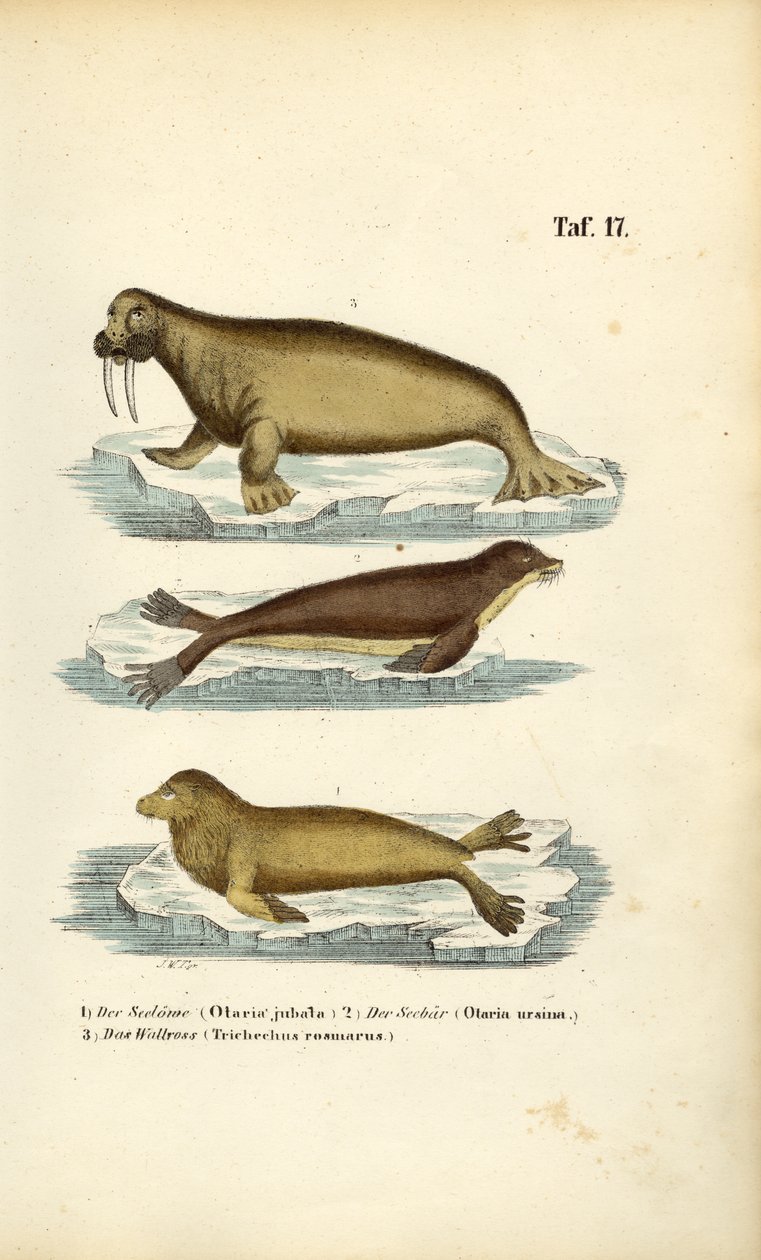 Seelöwe, Pelzrobbe und Walross von J. W. Tenhaeff