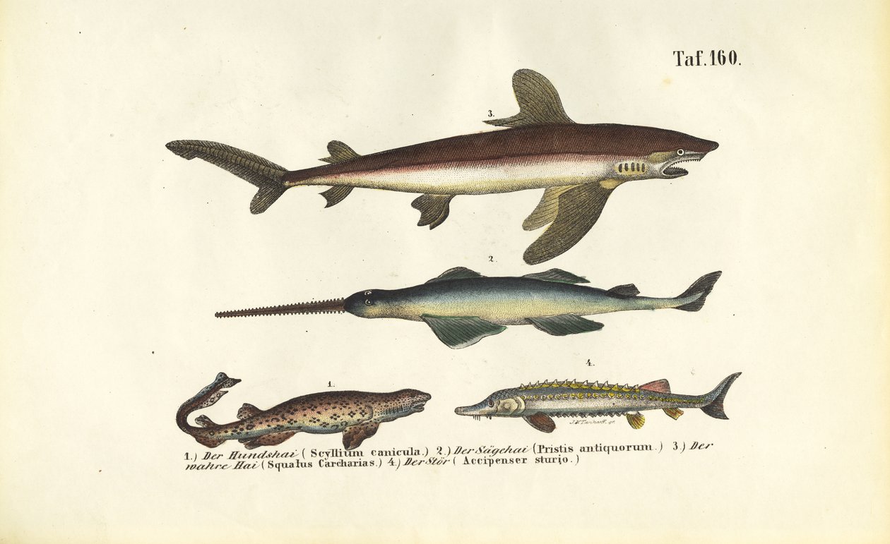 Haie und sturgeonartige Fische von J. W. Tenhaeff