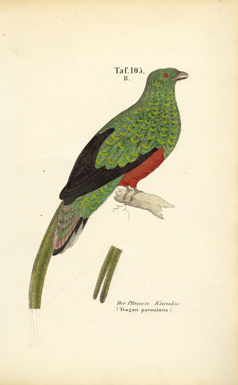 Pavoniner Quetzal von J. W. Tenhaeff