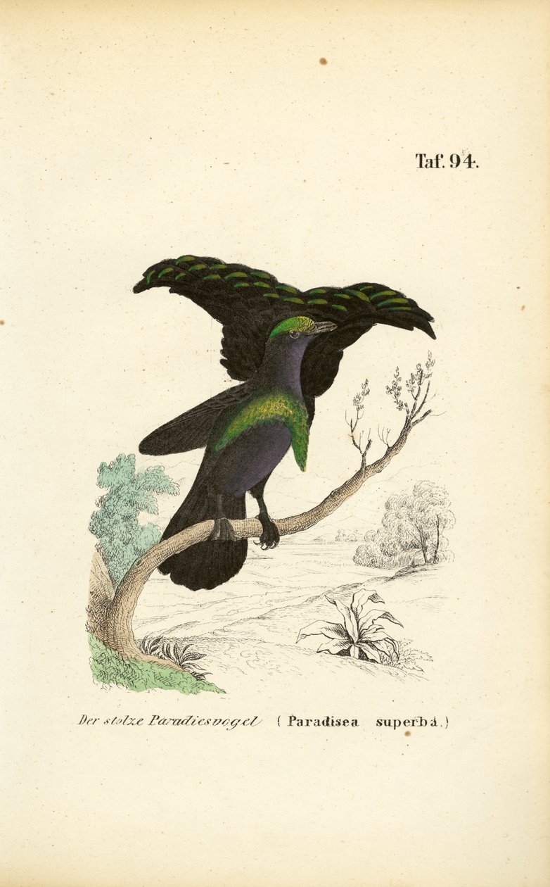 Das Prachtparadiesvogel von J. W. Tenhaeff