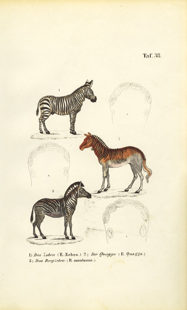 Drei Zebraarten von J. W. Tenhaeff
