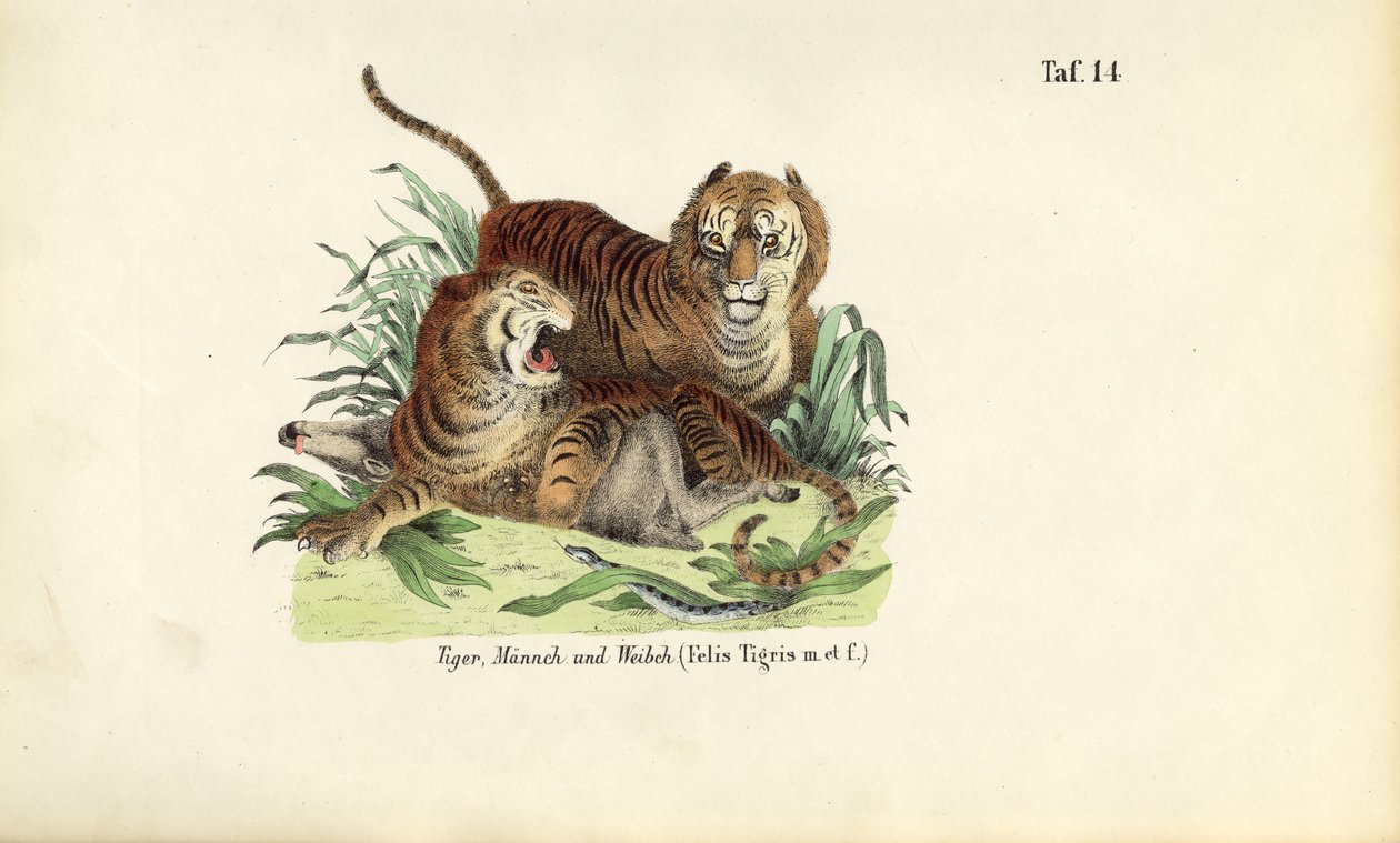 Tiger, Männlich und Weiblich von J. W. Tenhaeff