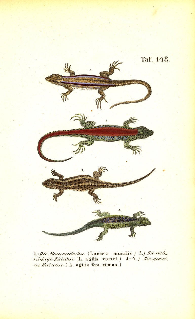 Verschiedene europäische Eidechsenarten von J. W. Tenhaeff