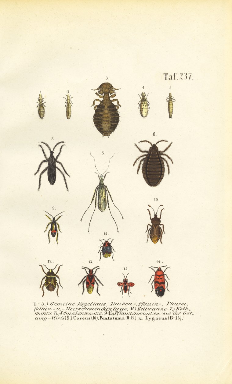 Verschiedene Parasiten und Wanzen von J. W. Tenhaeff