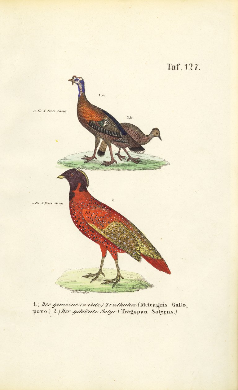 Wildtruthahn und Satyrtragopan von J. W. Tenhaeff