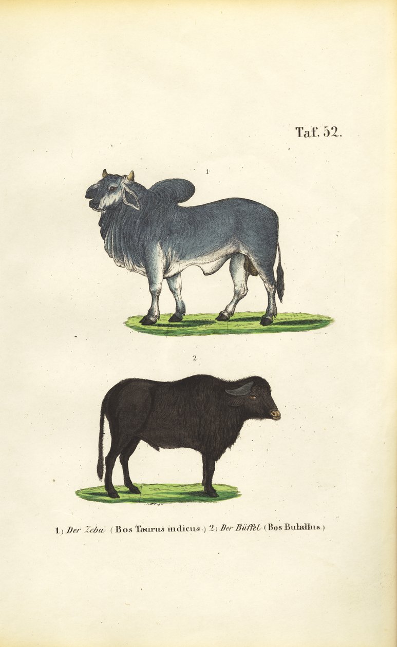 Zebu und Büffel von J. W. Tenhaeff