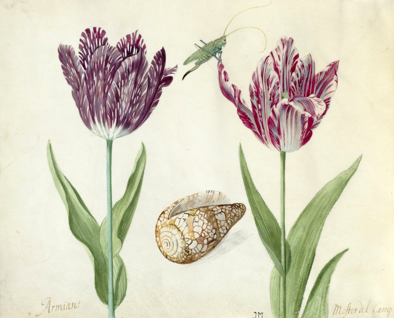 Zwei Tulpen, eine Muschel und eine Heuschrecke, 1637-45 von Jacob Marrel