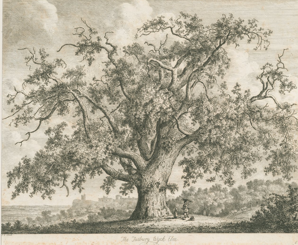 Tutbury - "Wych Ulme": Radierung, undatiert [ca. 1820] von Jacob George Strutt