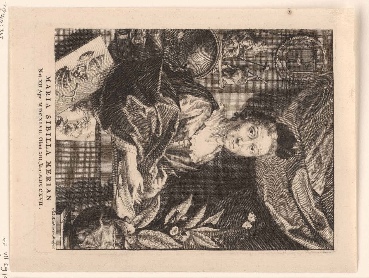Porträt von Maria Sibylla Merian von Jacob Houbraken