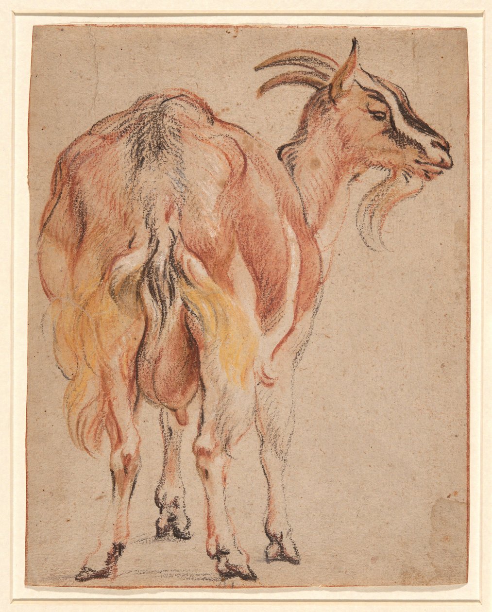 Ziege, ca. 1657 von Jacob Jordaens