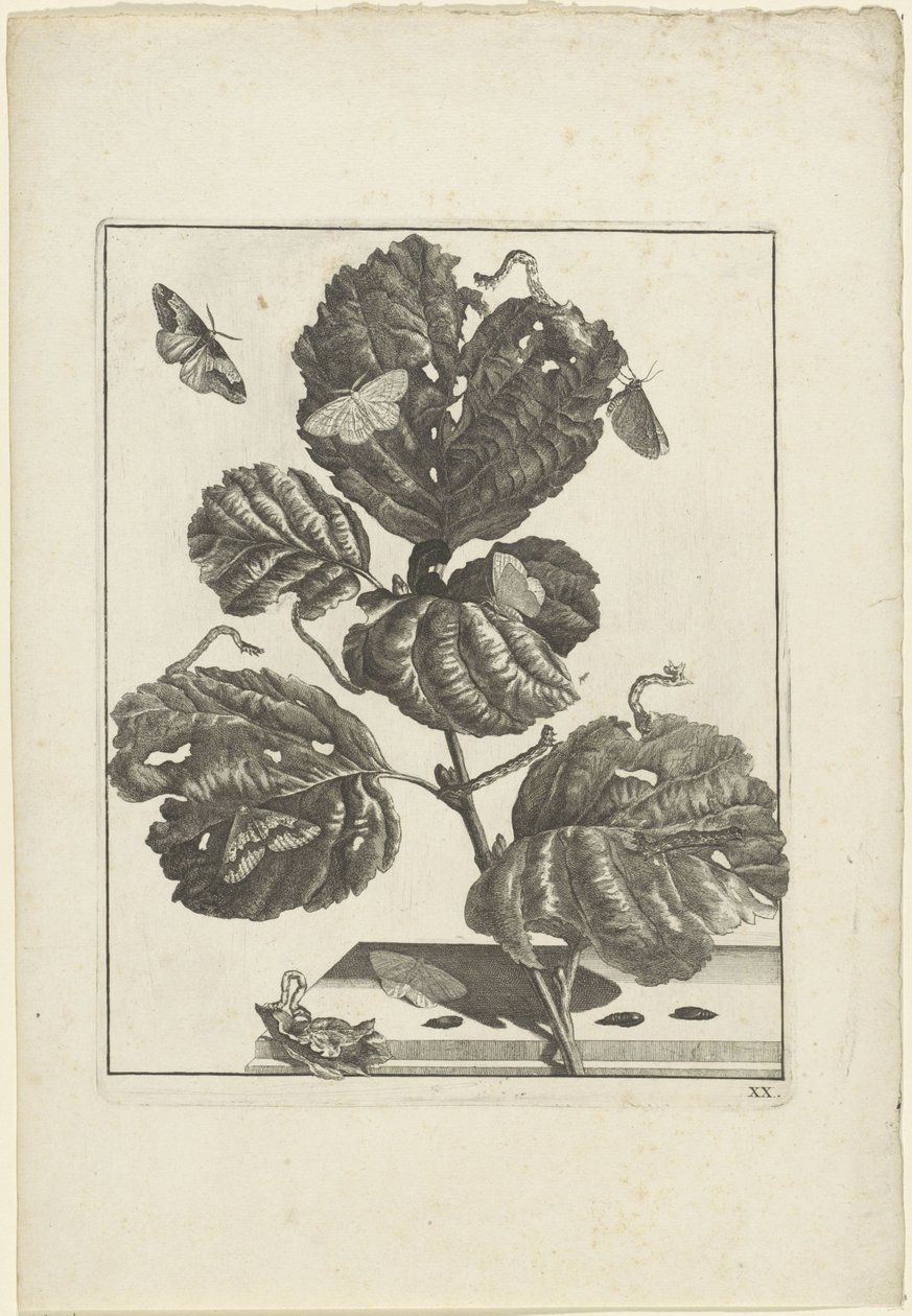 Verschiedene Raupen und Schmetterlinge auf einer Pflanze von Jacob l