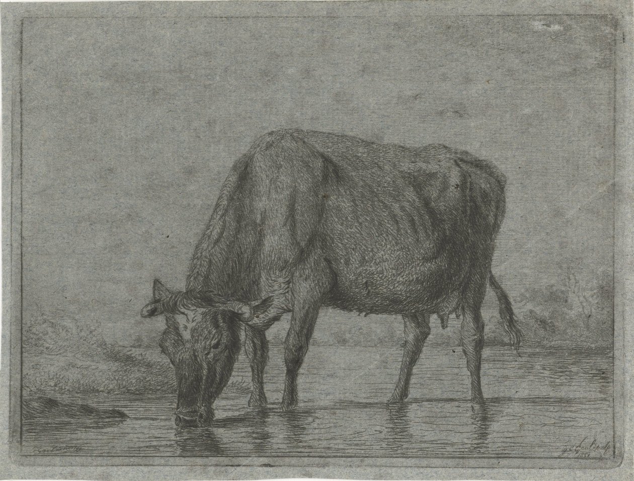 Kuh, die aus einer Pfütze trinkt von Jacobus Cornelis Gaal