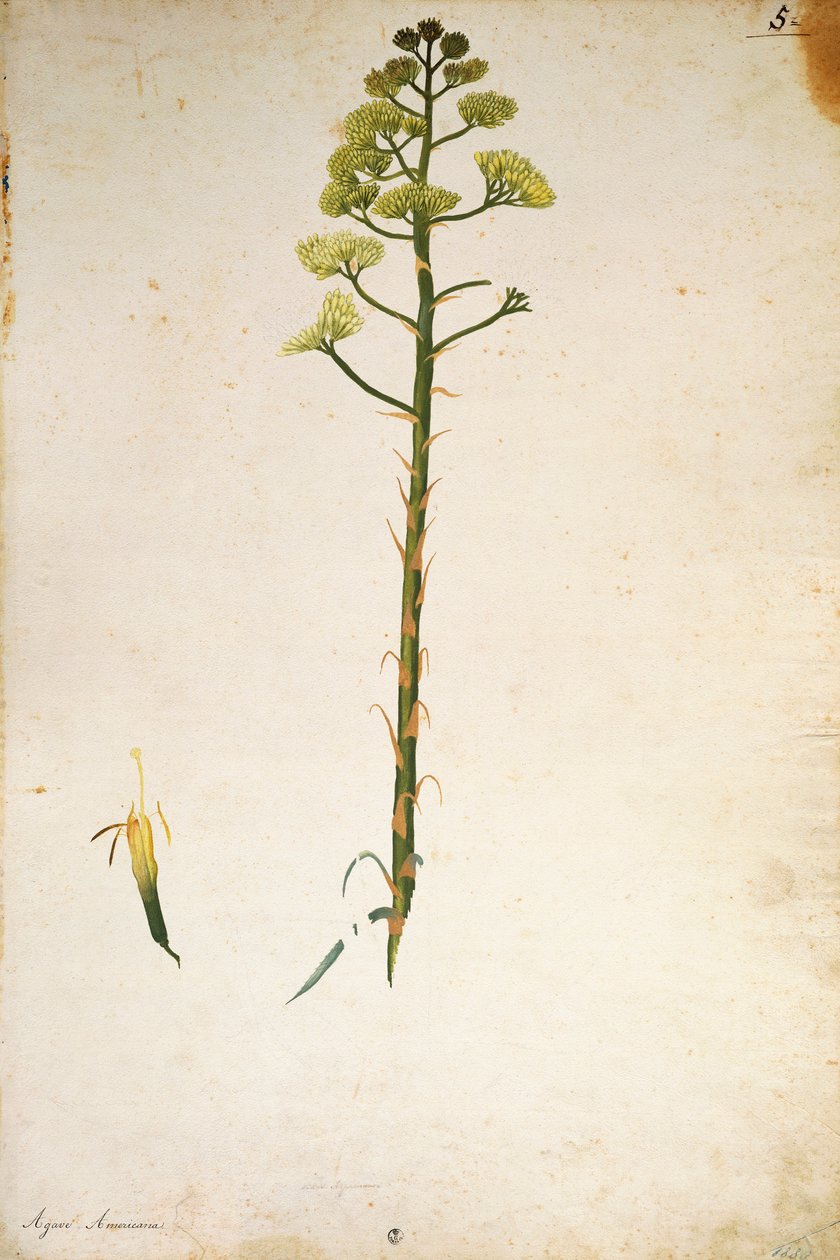 Jahrhundertpflanzenblume (Agave americana) von Jacopo Ligozzi von Jacopo Ligozzi