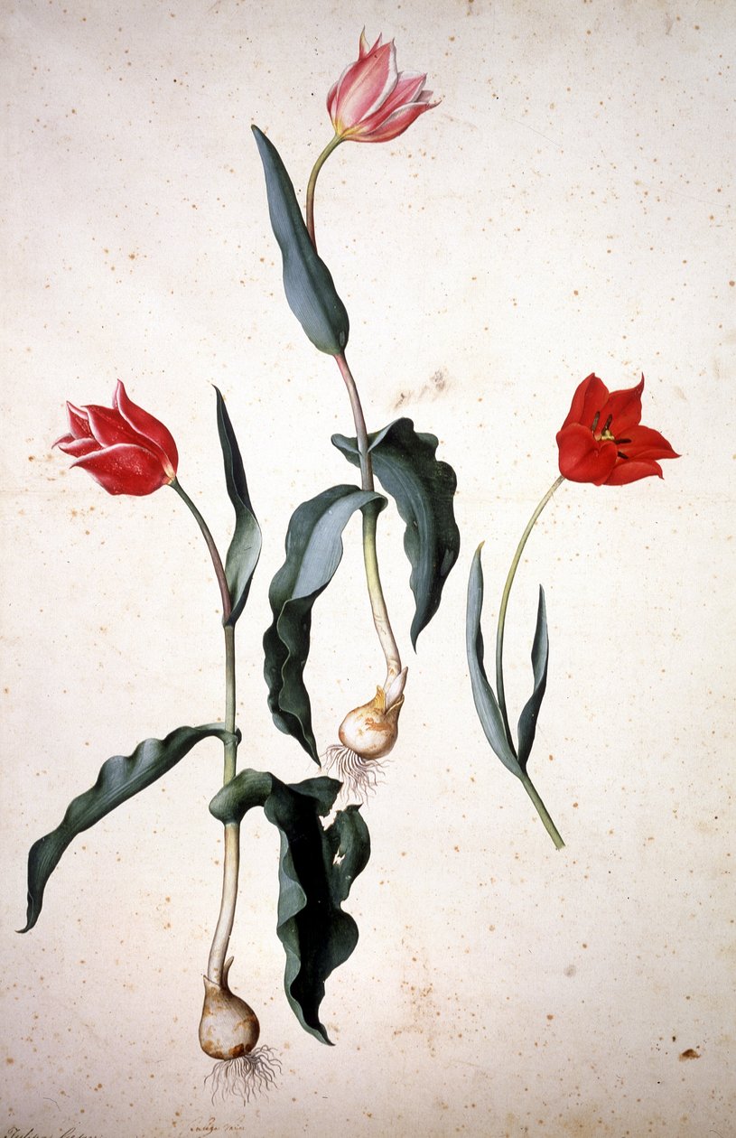 Herbarium: Tulipa Gesaeriana von Jacopo Ligozzi