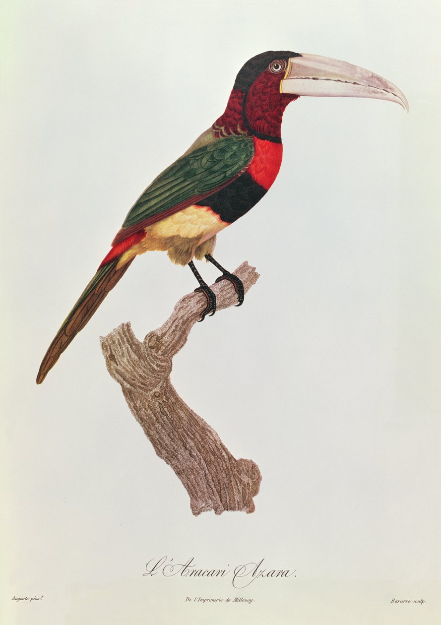 Azara Aracari, graviert von Barriere von Jacques Barraband