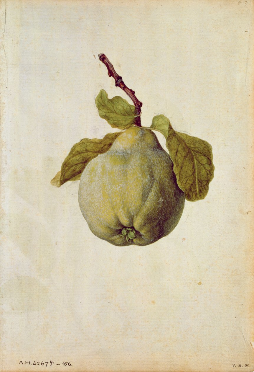 Quitte: Cydonia vulgaris, um 1568, von J.le Moyne de Morgues (um 1530-88) von Jacques (1533-88) Le Moyne