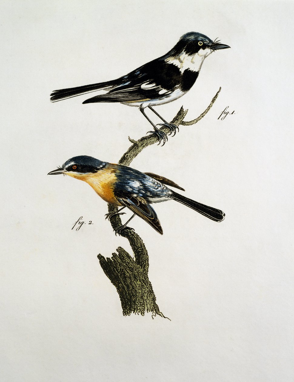 Männchen und Weibchen des Pririt Batis (Batis pririt) von Jacques (after) Barraband