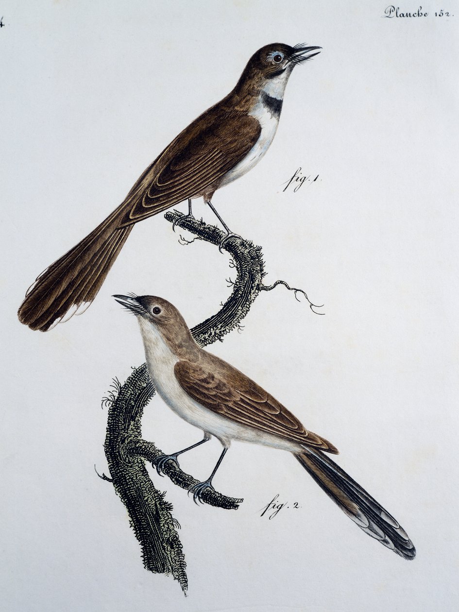 Männchen und Weibchen des Brillenmonarchen (Monarcha trivirgata) von Jacques (after) Barraband