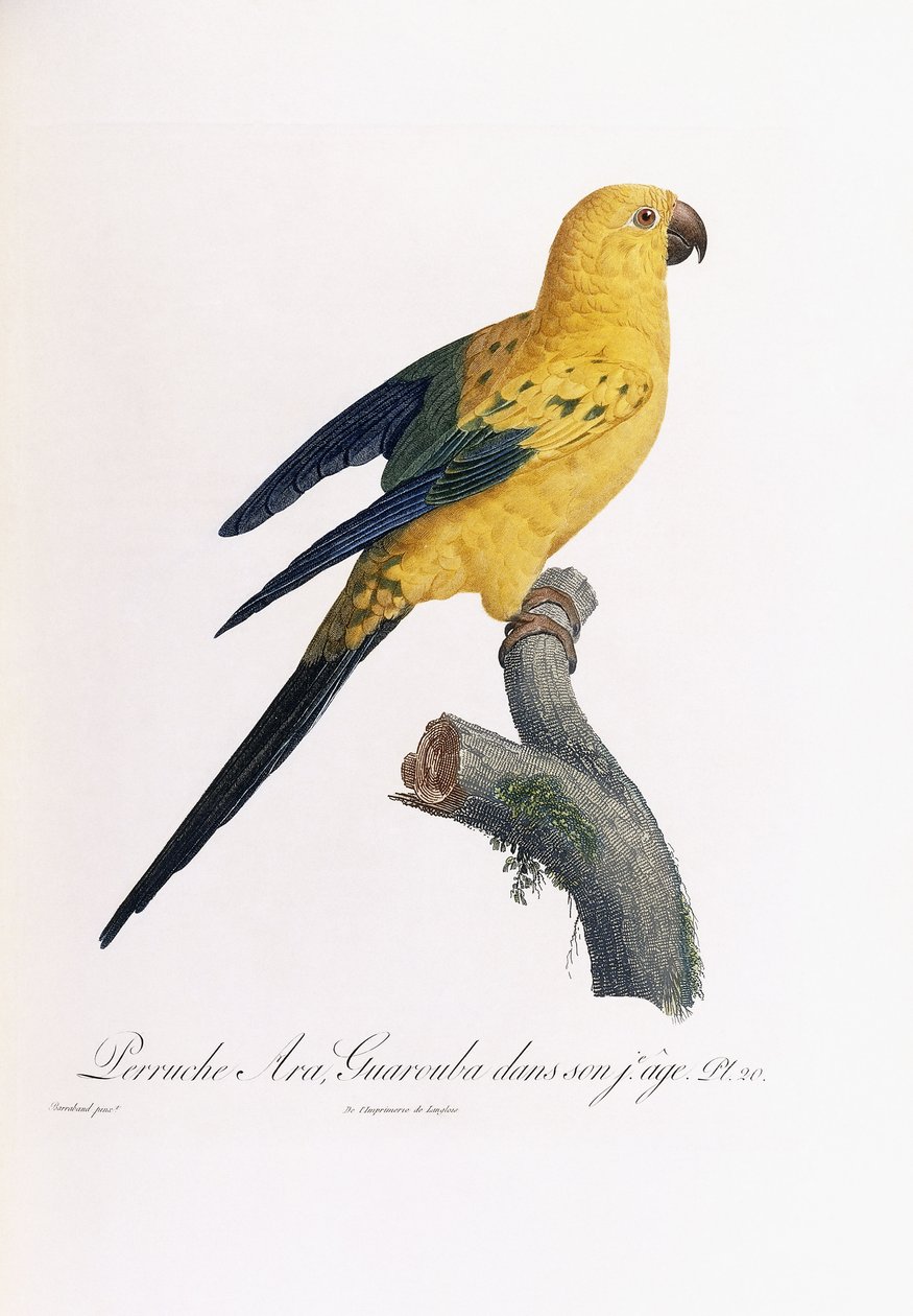 Goldener Sittich, Ara Guarouba, im frühen Alter von Jacques Barraband