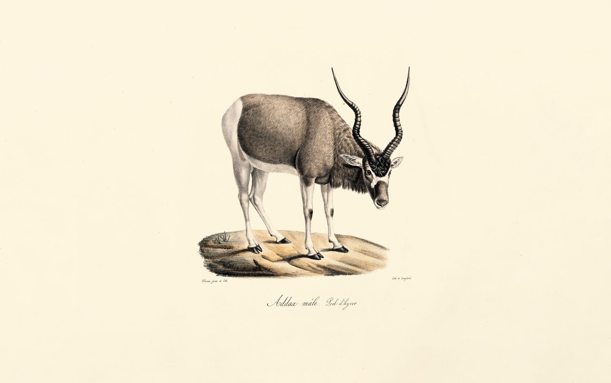 Addax-Antilope (Winterfell) von Jacques Christophe Werner
