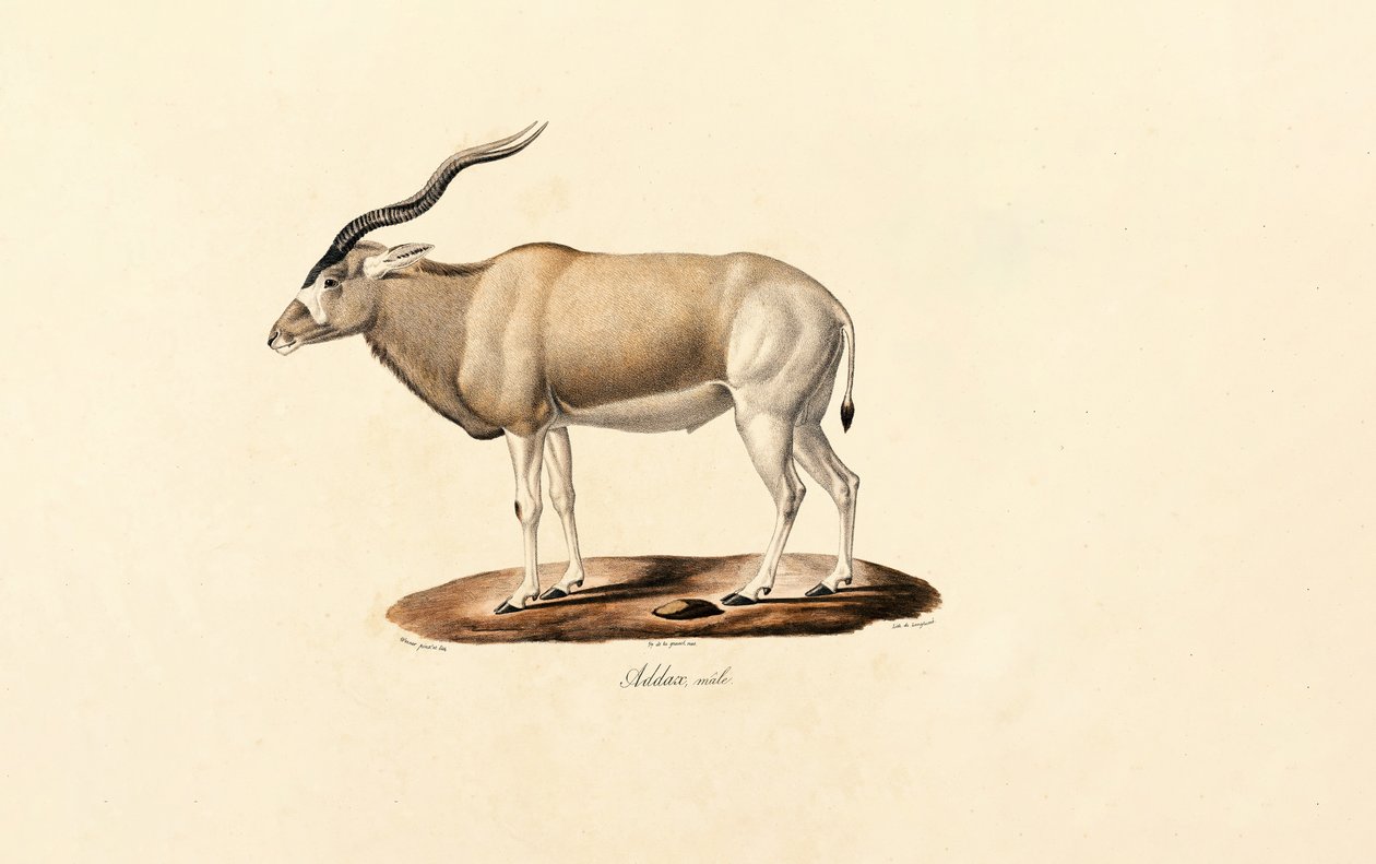 Addax-Antilope von Jacques Christophe Werner