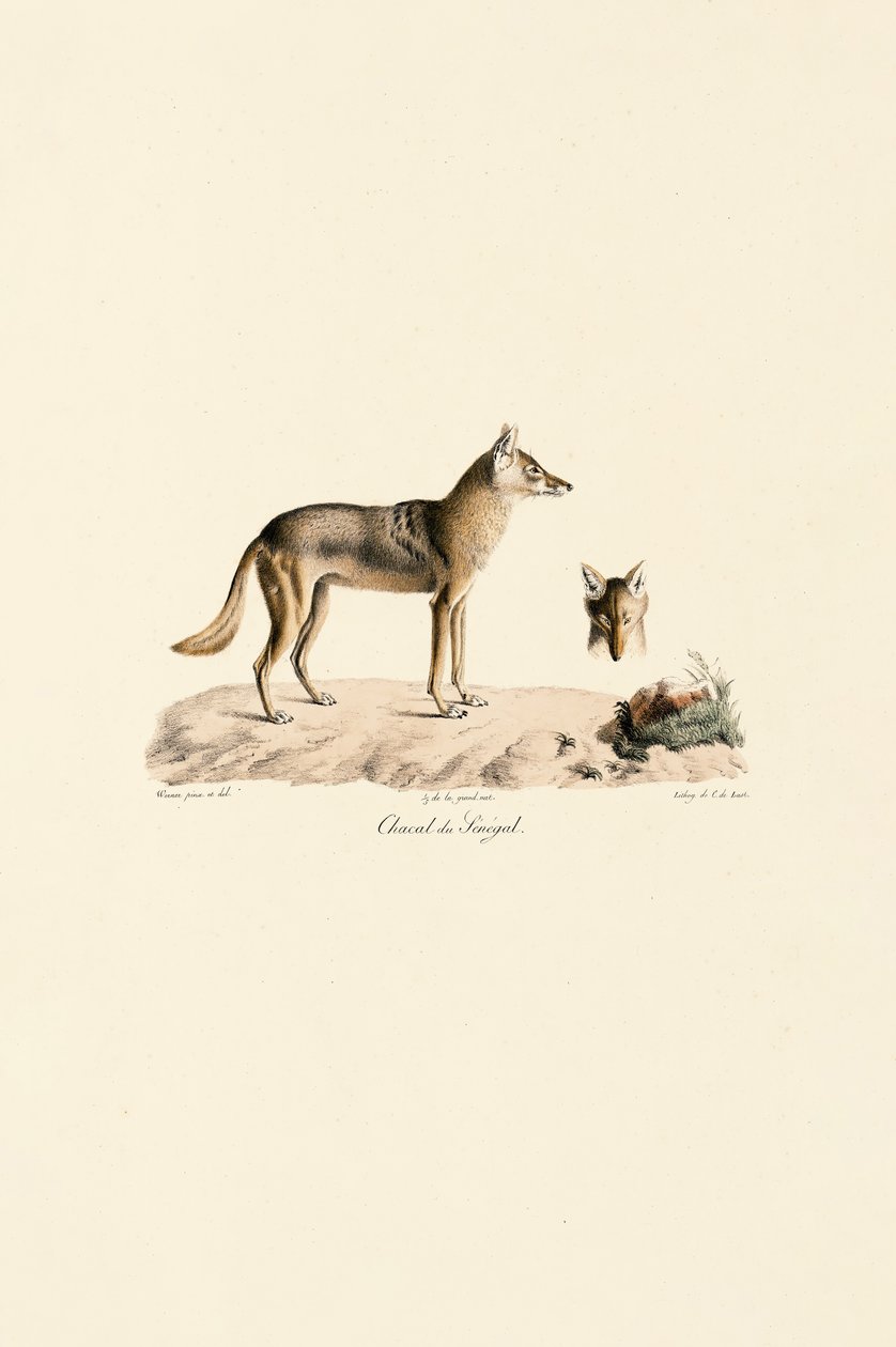 Afrikanischer Goldschakal aus Senegal von Jacques Christophe Werner
