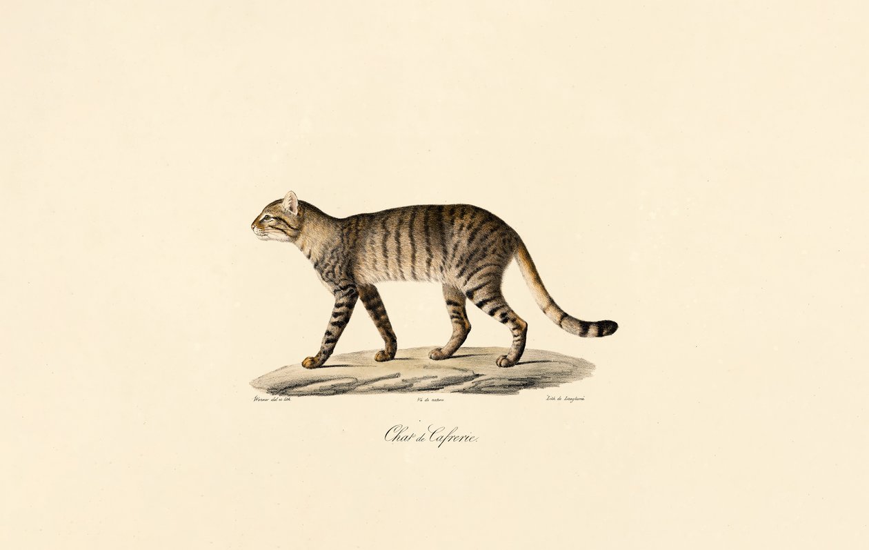 Afrikanische Wildkatze von Jacques Christophe Werner