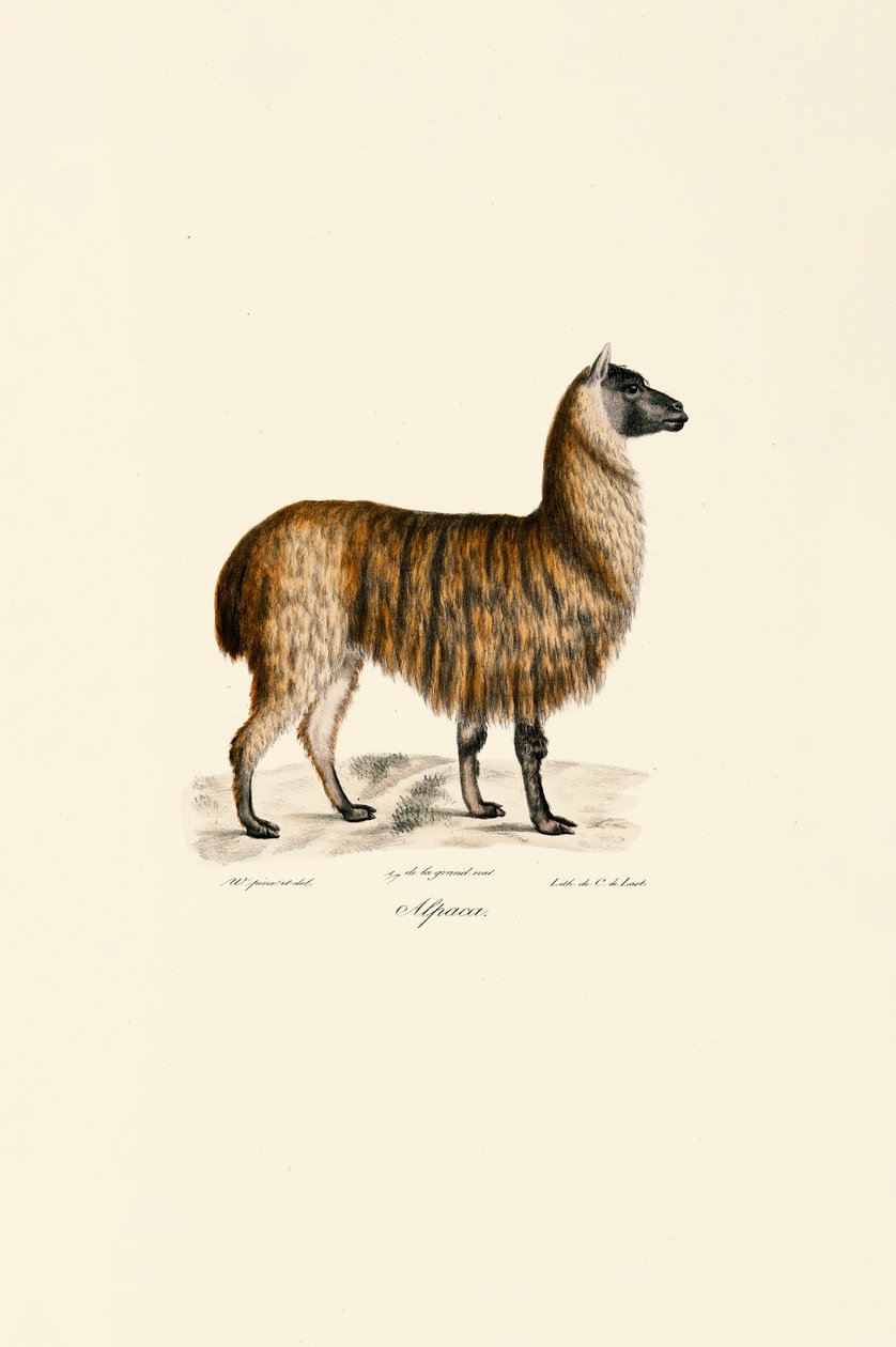 Alpaka (Vicugna pacos) von Jacques Christophe Werner
