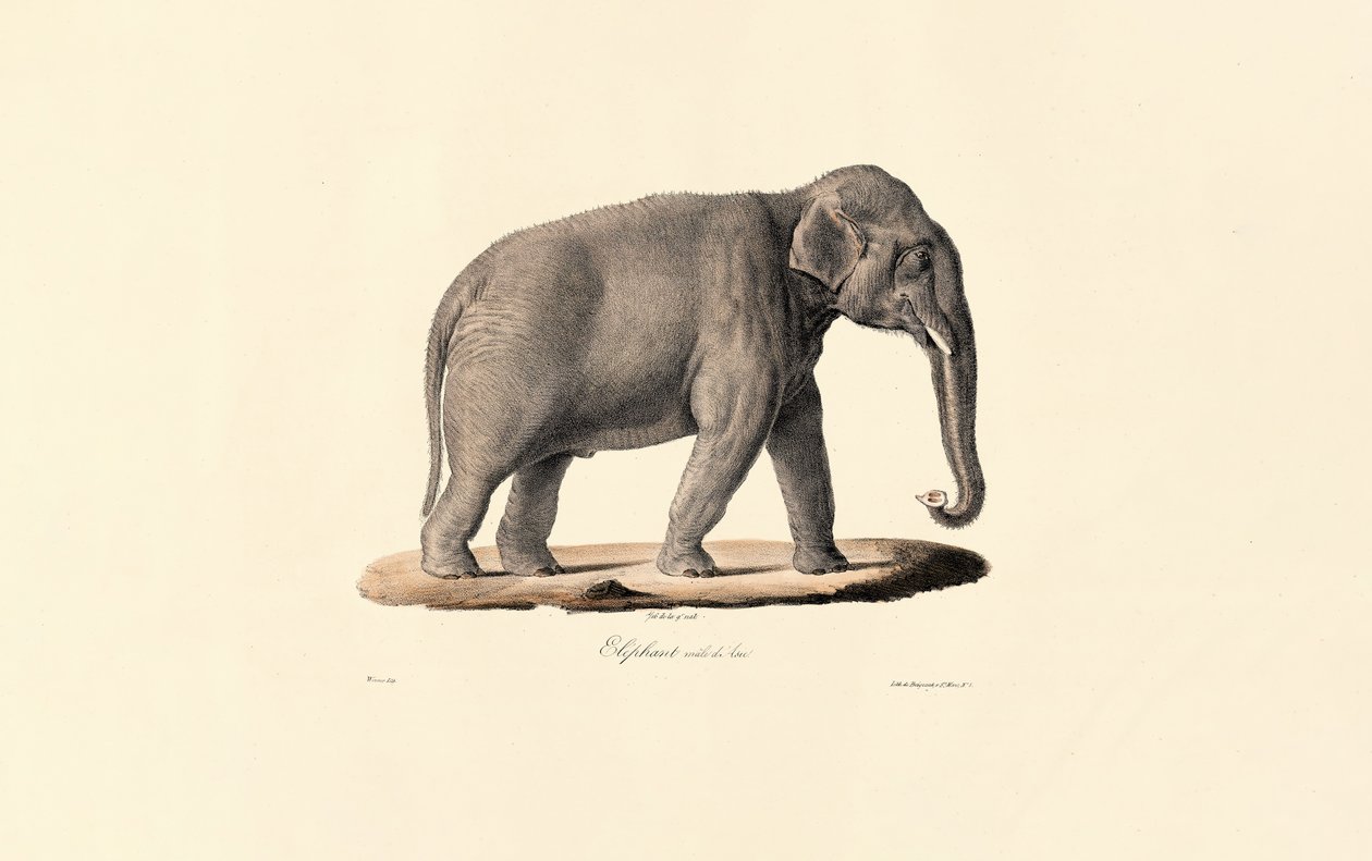Asiatischer Elefant von Jacques Christophe Werner