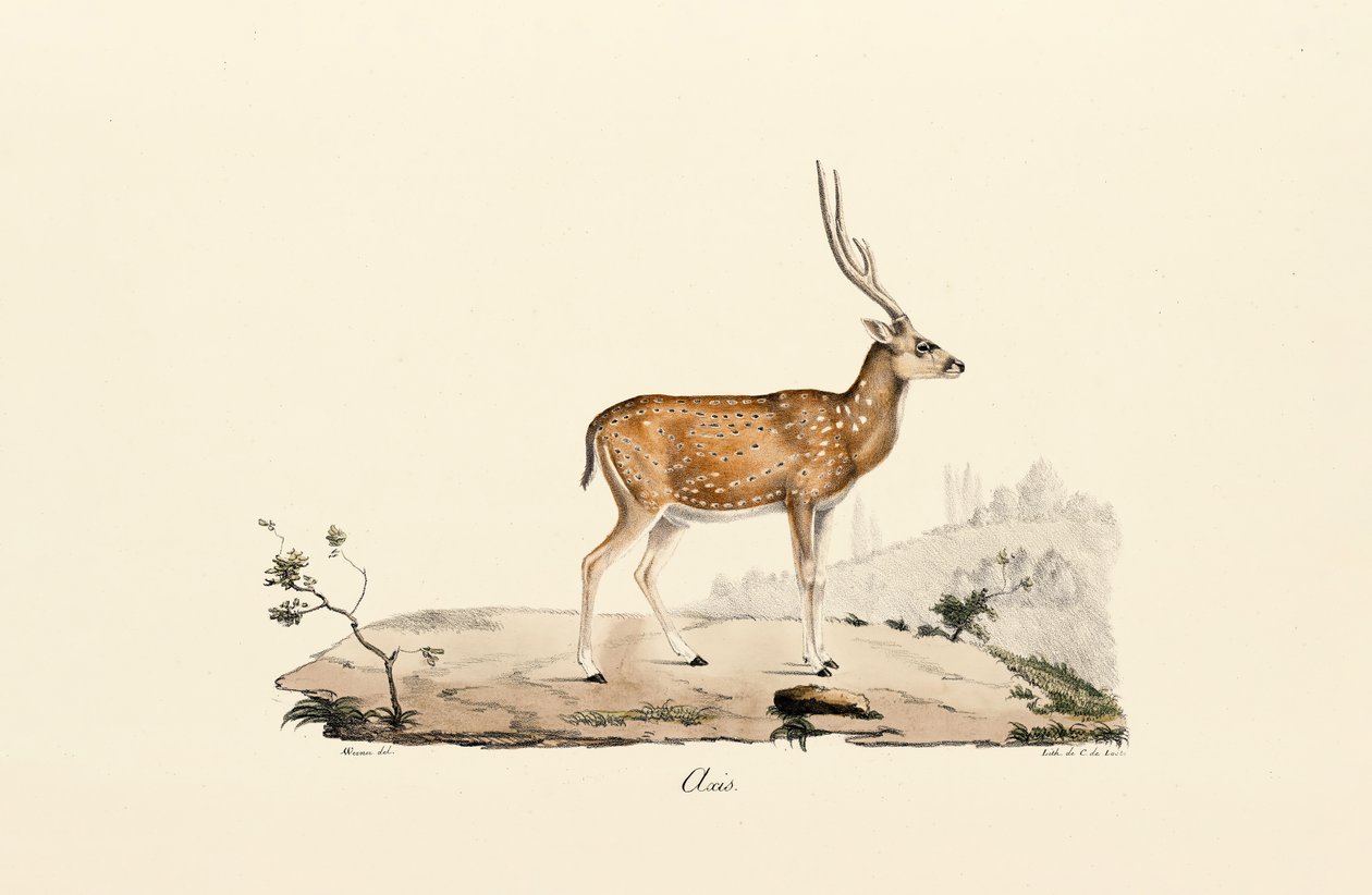 Axishirsch von Jacques Christophe Werner