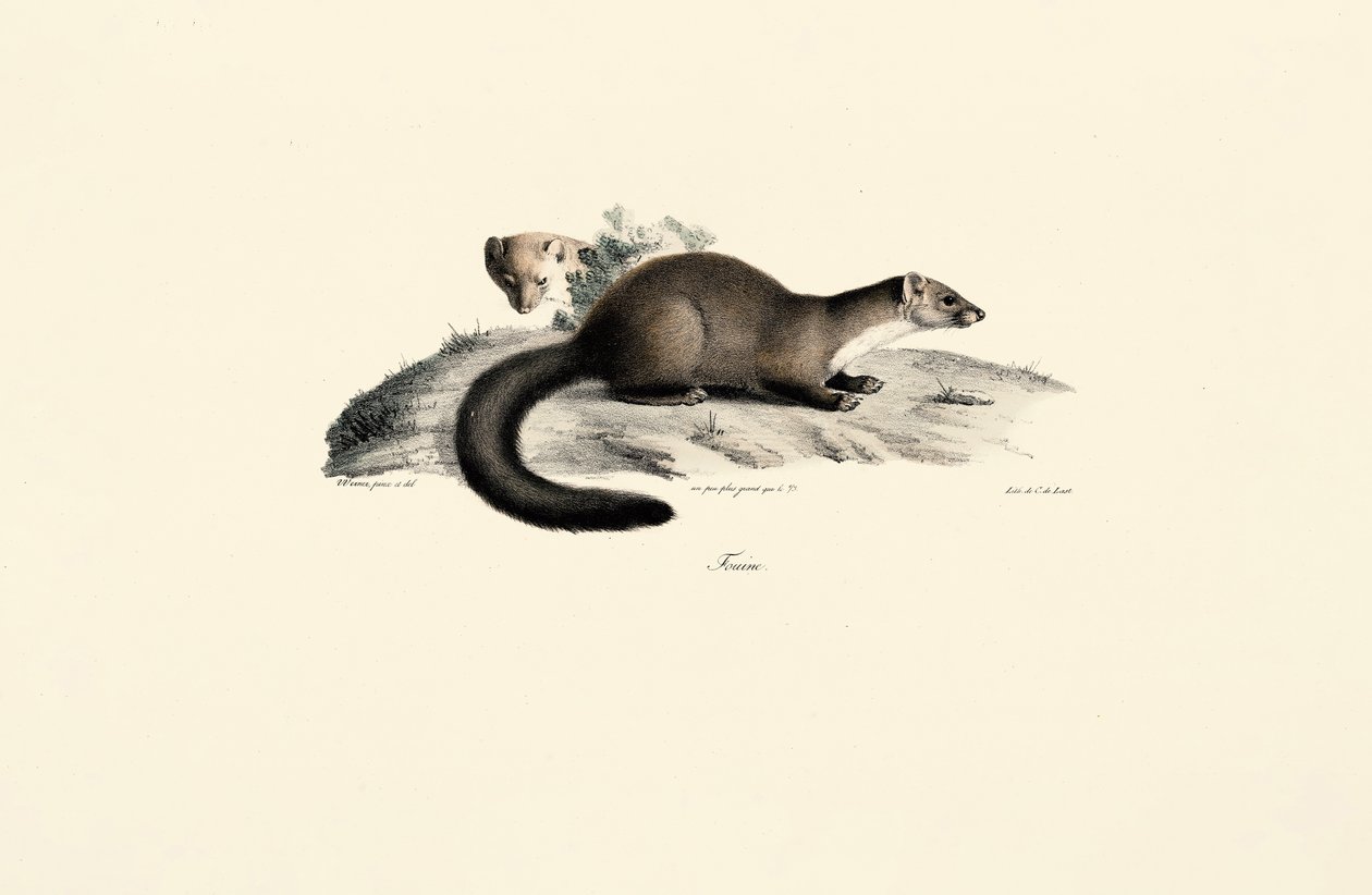 Baummarder von Jacques Christophe Werner