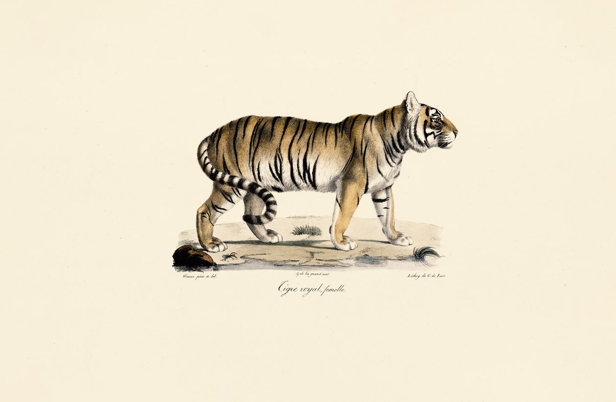 Bengalischer Tiger (Weiblich) in Seitenansicht von Jacques Christophe Werner