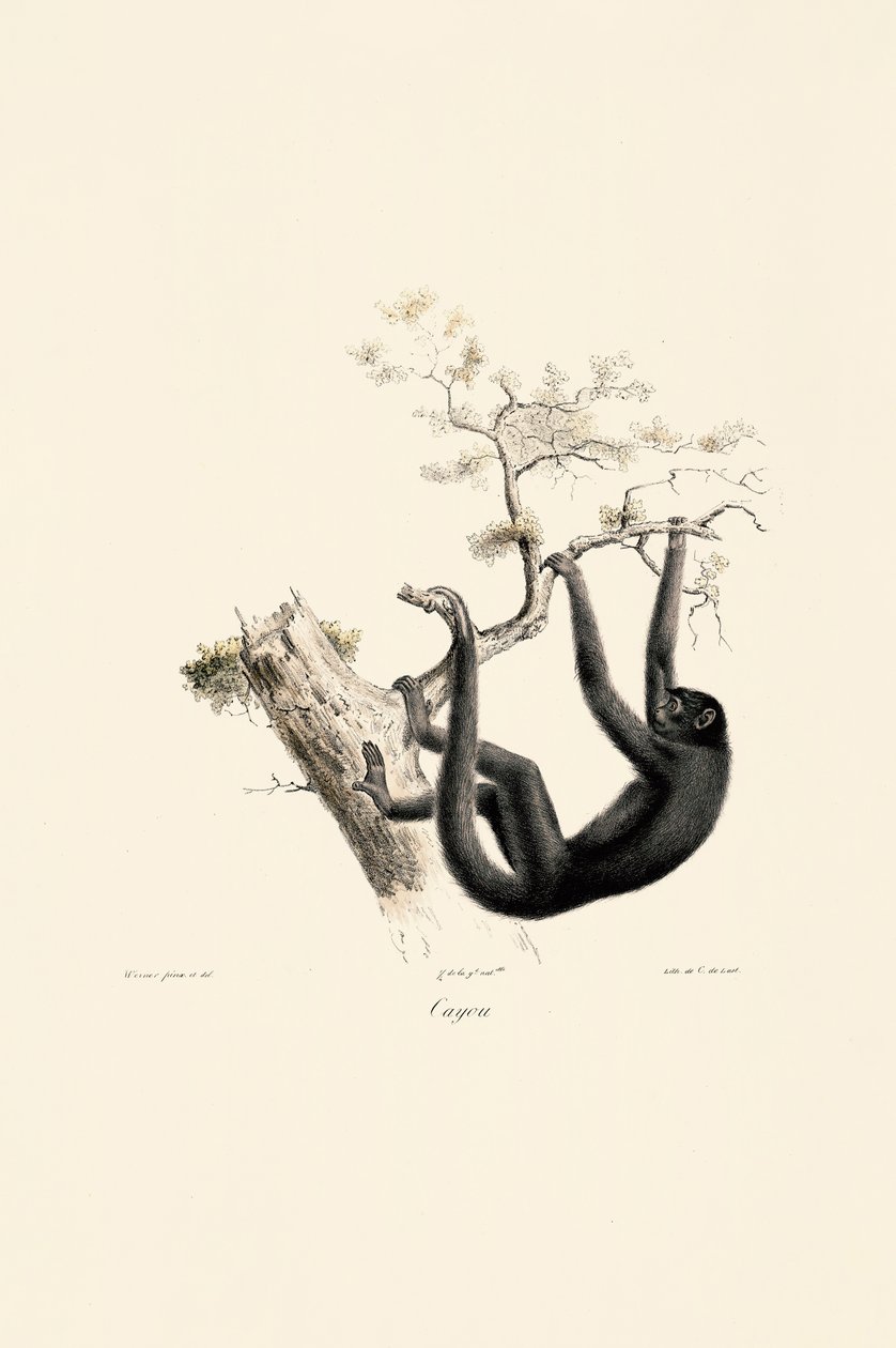 Schwarzer Brüllaffe von Jacques Christophe Werner