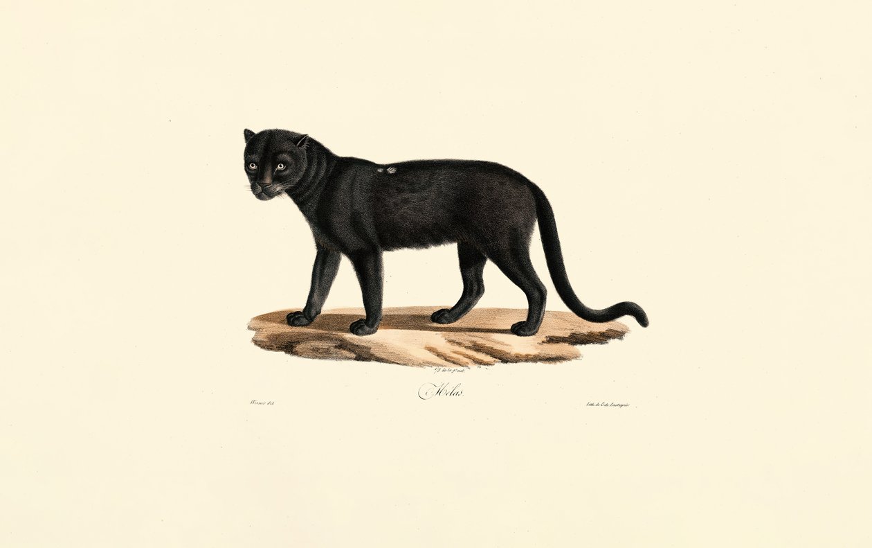Schwarzer Jaguar (Panthera onca) von Jacques Christophe Werner