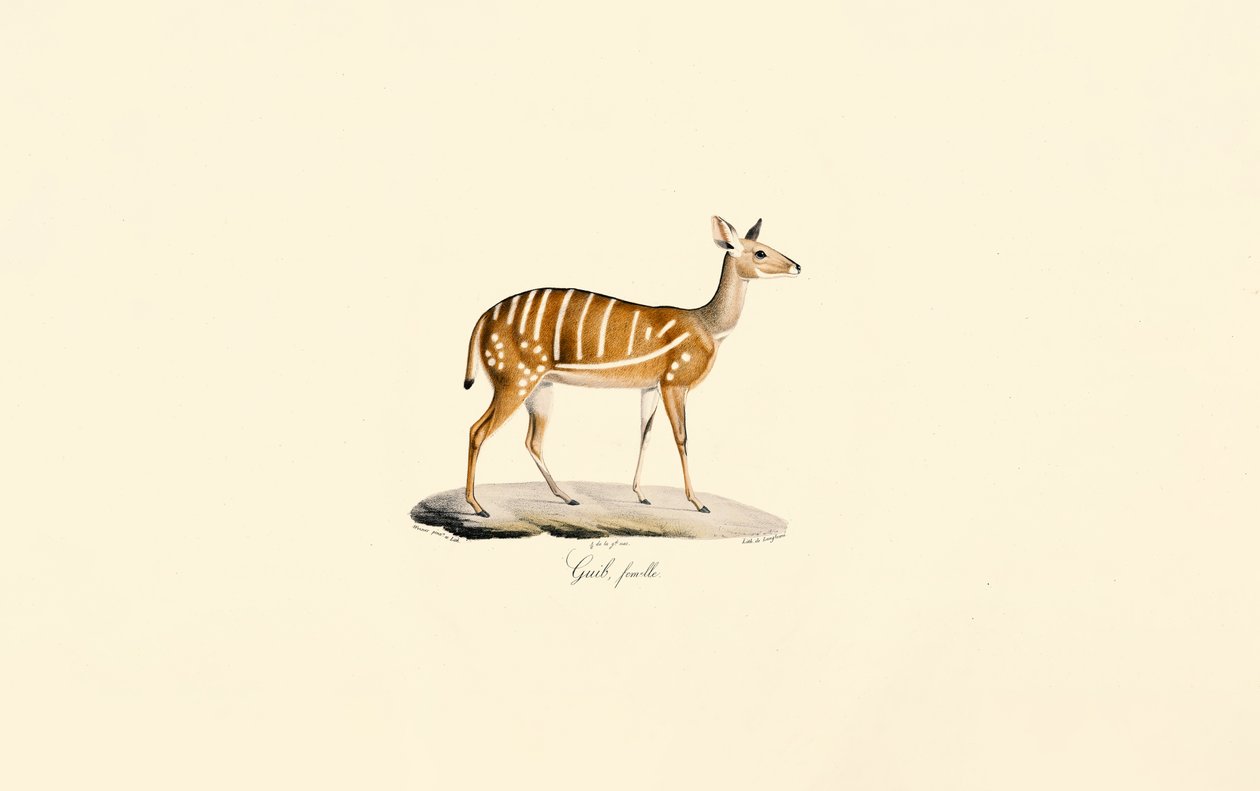 Buschbock (Guib Antilope, Weiblich) von Jacques Christophe Werner