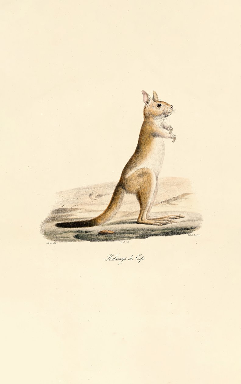 Kap-Springhase von Jacques Christophe Werner